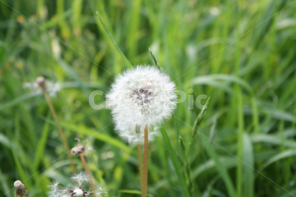 민들레,민들레홀씨,잔디,풀,흰색,식물,자연,plants,nature,꽃,flower