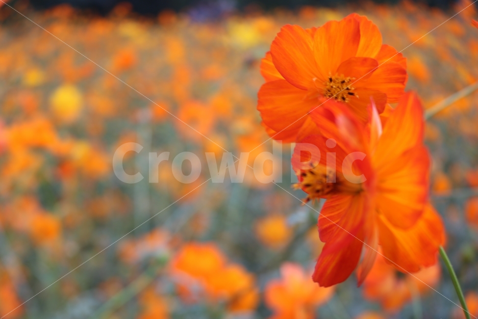 자연,꽃,식물,힐링,코스모스,가을,계절,fall,autumn,season,식물,자연,plants,nature,꽃,flower,plant