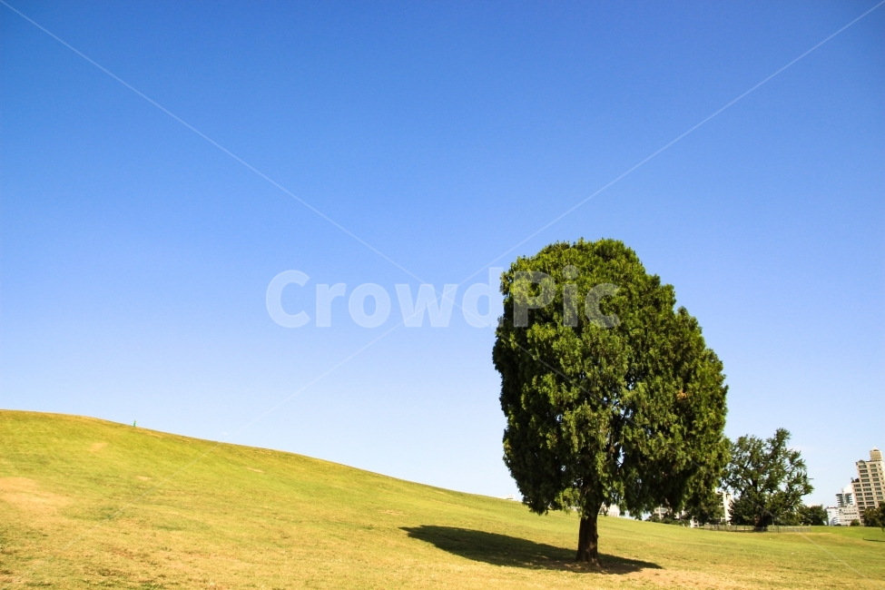 나무,풍경,감성,나홀로나무,감성사진,식물,자연,plants,nature,나무,trees,wood