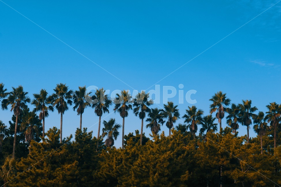 tree,나무,palmtree,야자수,plant,식물,arecaceae,summer,여름,자연,nature,하늘,sky,감성,sensitivity,제주도,jeju,자연,풍경,nature,landscape,palm tree