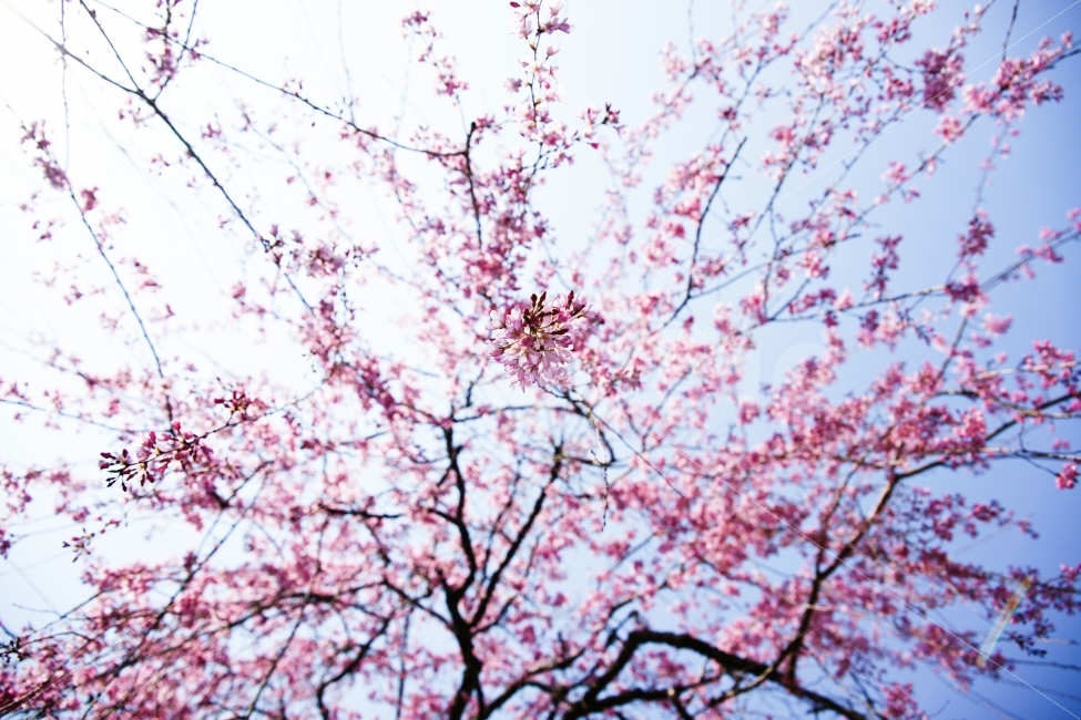 꽃,벚꽃,수양벚꽃,분홍,늘어지다,식물,자연,plants,nature,봄,계절,spring,season,꽃,flower,plant,blossom
