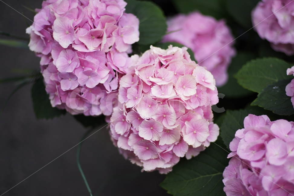 수국,꽃,여름꽃,hydrangea,flower,beauty,beautiful,nature,natural,pink,petal,pinkpetal,pinkhydrangea,pinkflower,background,summer,summerflower,season,seasonflower,romantic,식물,자연,plants,nature,꽃,flower