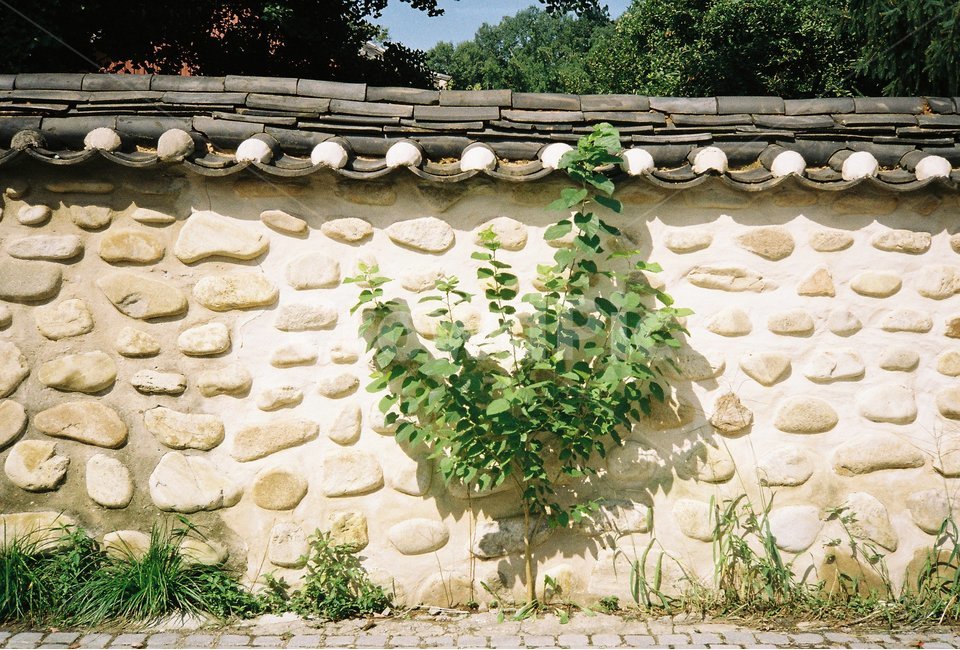 담벼락,전통,나무,기와,한옥,한국전통,한국문화,korean traditional,korean culture,건축물,건물외관,exterior,building,structure,architecture,construction