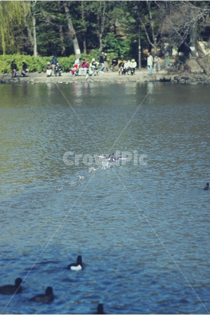 호수,오리,lake,duck,출발,동물,animal,조류,새,birds