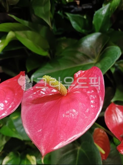 안스리움,anthurium,안시리움,물카라,열대식물,공기정화식물,천남성과,꽃받침,불염포,spathes,다년초,실내가드닝,빨강,다홍색,녹색,초록,연두색,여름,꽃,flower,색깔,색상,색채,색감,color