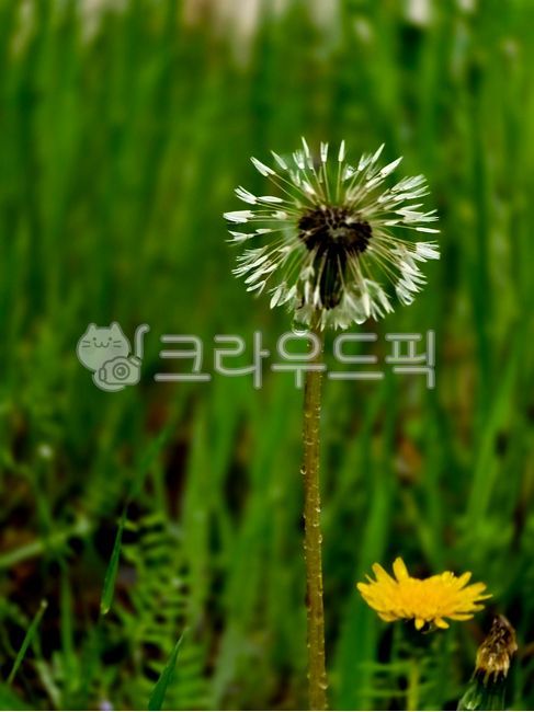 nature,spring,spring rain,flower,wild flower,wild flower,dandelion