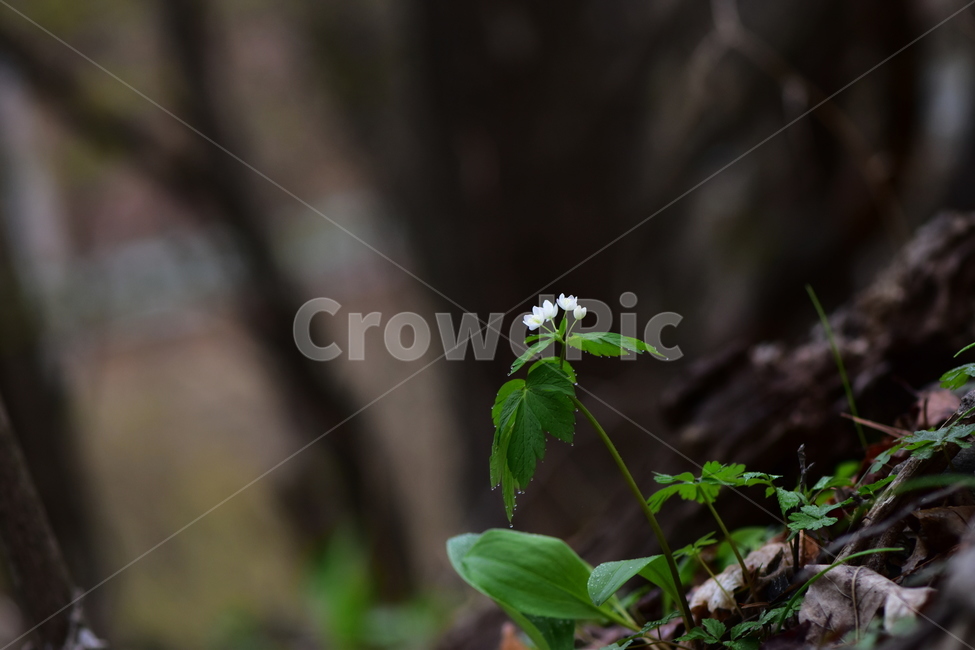 나도바람꽃,야생화,봄,꽃,풀꽃,자연,식물,식생,plants,nature,spring,season,flower