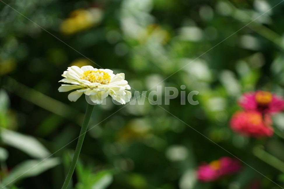 꽃,식물,자연,흰꽃,하얀꽃,배경,배경화면,바탕화면,flower,이쁜꽃,예쁜꽃,식물,자연,plants,nature,꽃,flower