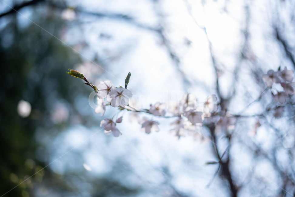 데이트,산책,봄,꽃,벚꽃,식물,자연,plants,nature,꽃,flower