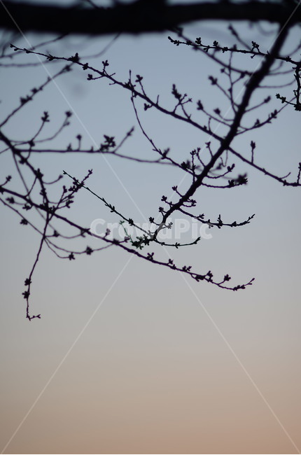 나무,노을,파스텔톤,버드나무,가을,자연,풍경,nature,landscape
