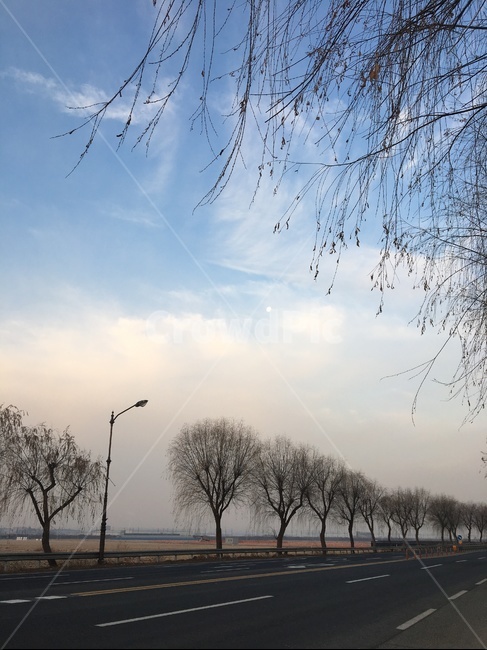 나무,tree,가로수,풍경,도로