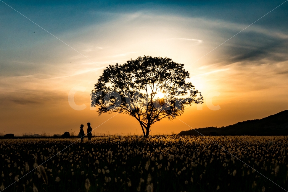 연인,석양,일몰,나무,사랑,tree,sunset,love,couple,자연,풍경,nature,landscape,사람,인물,인간,human,person,연인,커플,사랑,lover,couple,인물실루엣,사람실루엣,character silhouette,human silhouette,outdoors,옥외,silhouette,실루엣