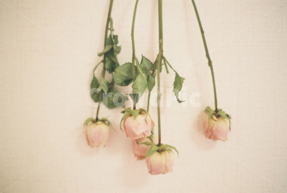 꽃,드라이플라워,장미,말린장미,감성,필름,필름카메라,식물,향기,필카,식물,자연,plants,nature,꽃,flower,실내용화초,화분,화초,house plant,감성,sensible,feeling,인테리어,실내디자인,interior design