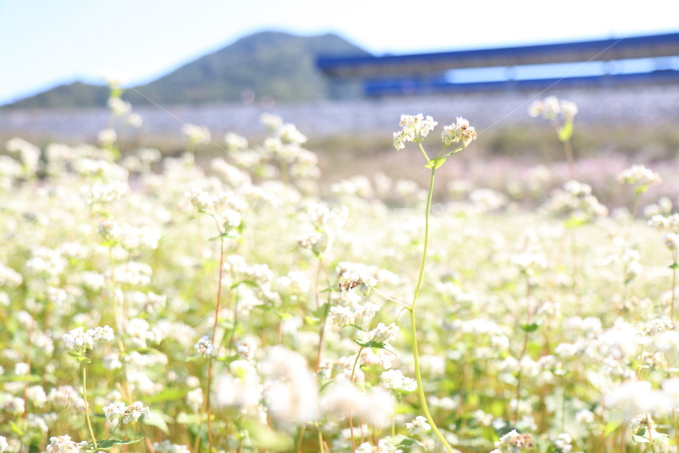 하얀꽃,꽃,풍경,메밀꽃,하동코스모스축제,식물,자연,plants,nature,꽃,flower