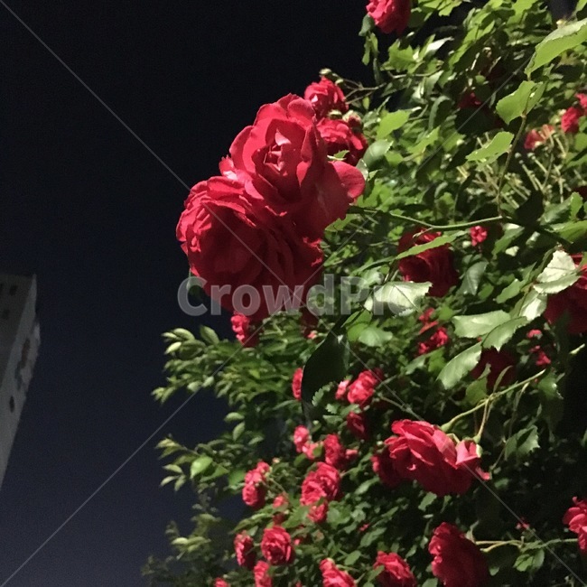 밤에핀장미,장미,밤,빨간장미,꽃,rose,redrose,night