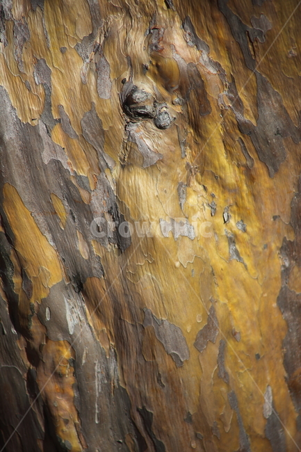 배롱나무,껍질,식물,crapemyrtle,bark,나무껍질,수피,식물,자연,plants,nature,나무,trees,wood