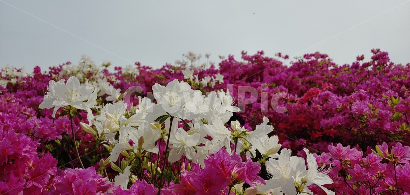 식물,flower,꽃,blossom,진달래,흰꽃,분홍꽃