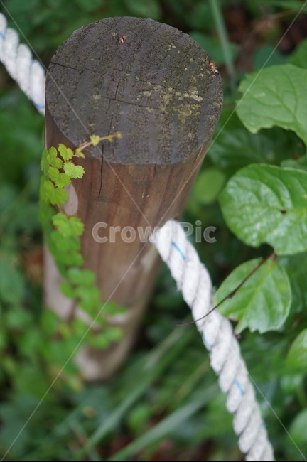 울타리,말뚝,산책,소풍,숲길,담쟁이,성장,path,lane,ivy,fence,walk,forest,picnic,stake,post,growth,연결,connection,link