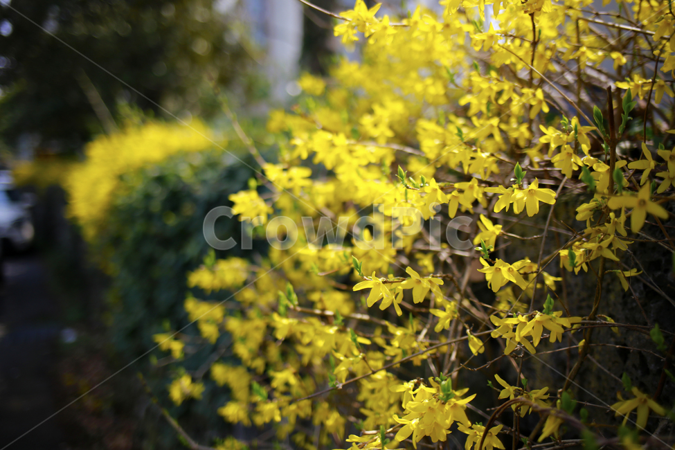 봄,개나리,노랑,spring,봄꽃,식물,봄,계절,spring,season,식물,자연,plants,nature,꽃,flower,plant,leaf,잎,tree,나무