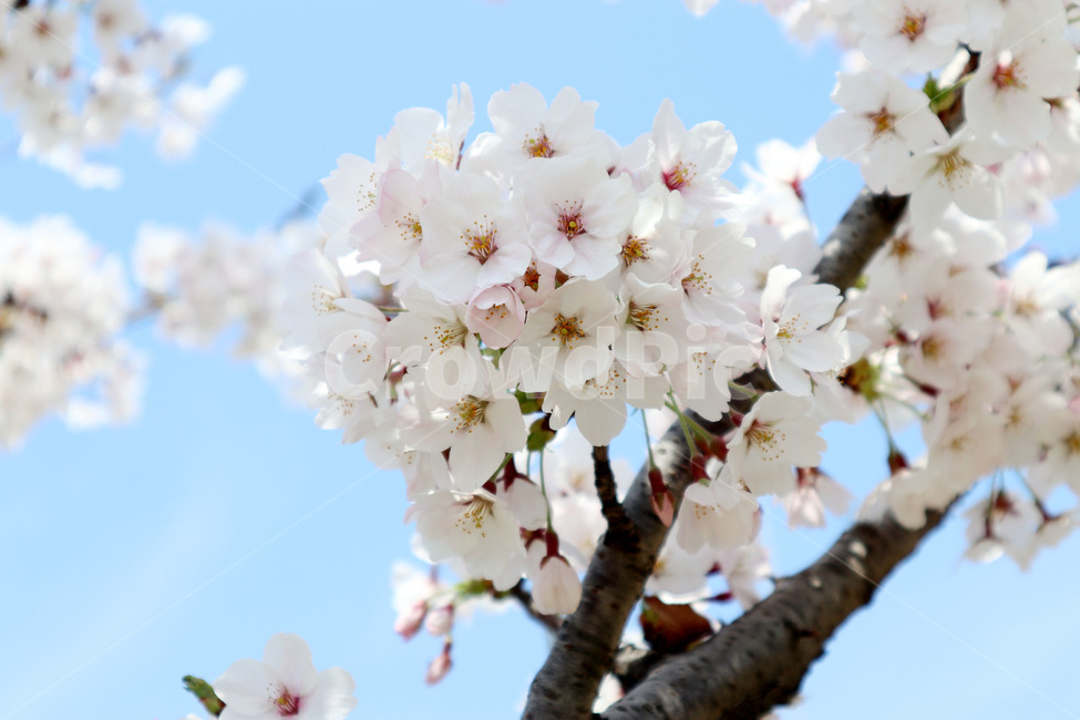벚꽃,벗꽃,꽃,봄,개화,봄,계절,spring,season,식물,자연,plants,nature,꽃,flower,plant,blossom