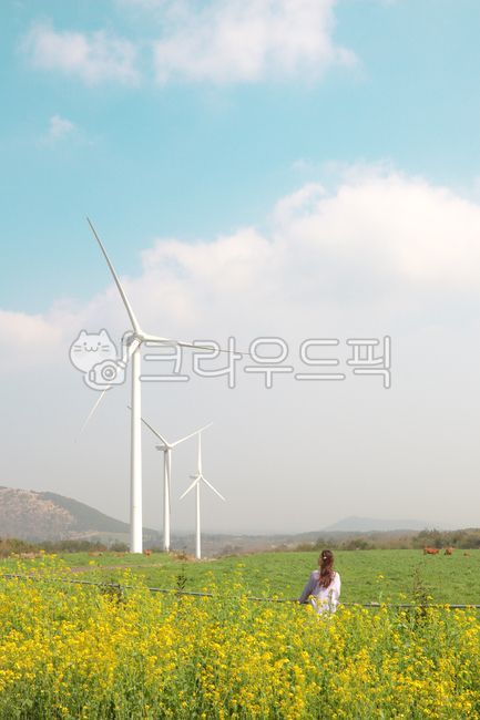 field,필드,grassland,목초지,옥외,outdoors,자연,nature,meadow,사람,person,여자,여자사람,풍경,봄,제주도봄,하늘,푸르른,푸른,유채꽃,유채밭,유채,계절,풍차,풍력발전기,봄꽃,꽃