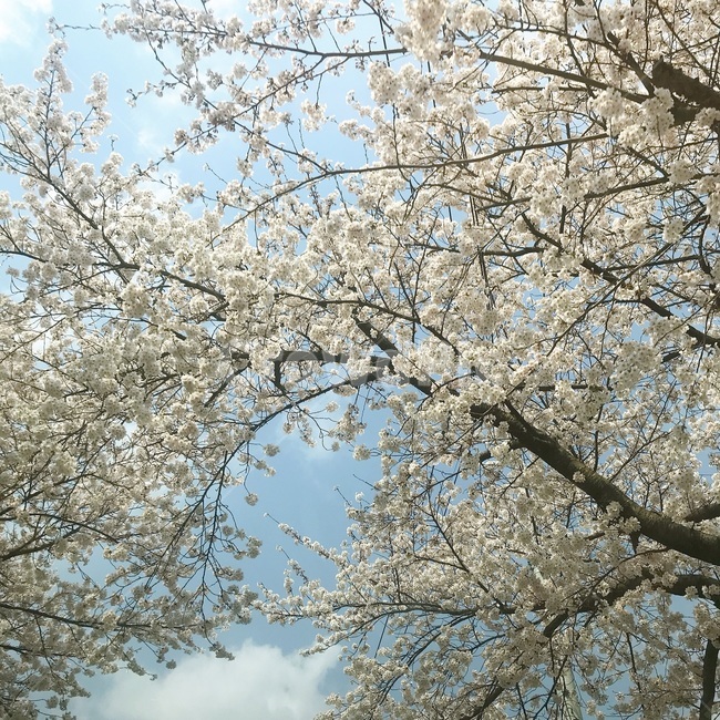 벚꽃,식물,blossom,꽃,flower,봄