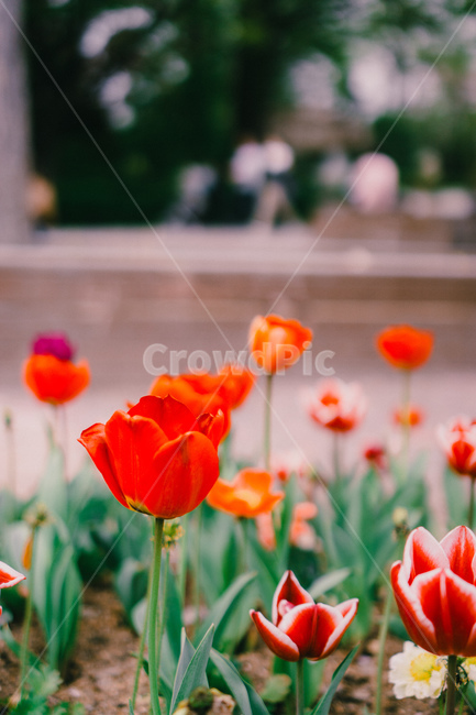 봄,튤립,붉은튤립,tulip,감성사진