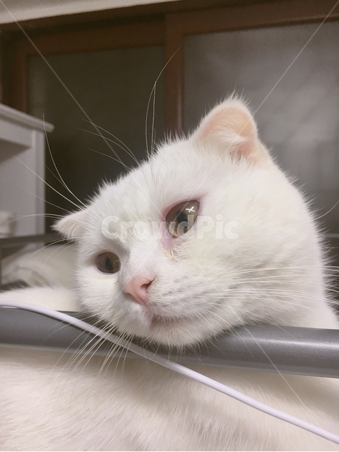 고양이,동물,털,귀여운,하얀고양이,집,고양이털,애완동물,반려동물,펫,cat,캣