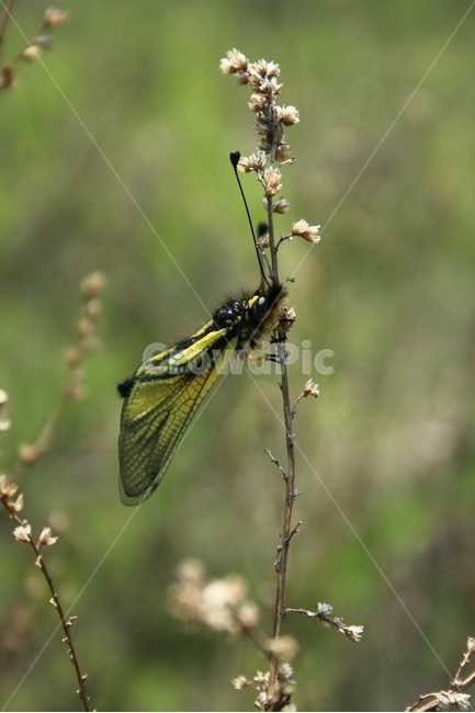 노랑뿔잠자리,뿔잠자리과,갖춘탈바꿈곤충,곤충,자연,동물,animal,곤충,벌레,insect,bug