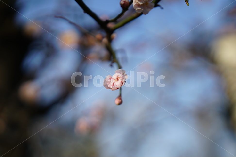 꽃,벚꽃,매화,봄,클로즈업,봄,계절,spring,season,식물,자연,plants,nature,꽃,flower,plant,blossom