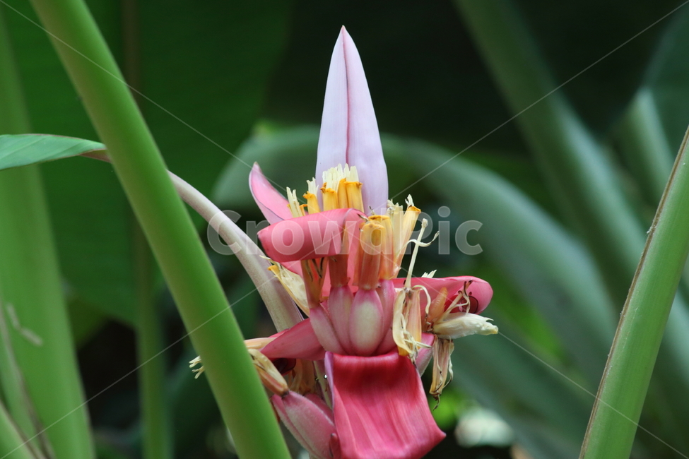plant,식물,붉은바나나꽃,바나나꽃,꽃,식물,자연,plants,nature,꽃,flower