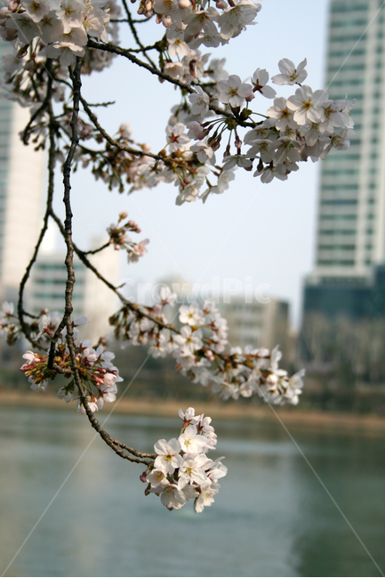 벚꽃,봄,봄날,감성,spring,flower,풍경,식물,꽃,분홍색,봄,계절,spring,season,식물,자연,plants,nature,꽃,flower,plant,blossom,cherry blossom