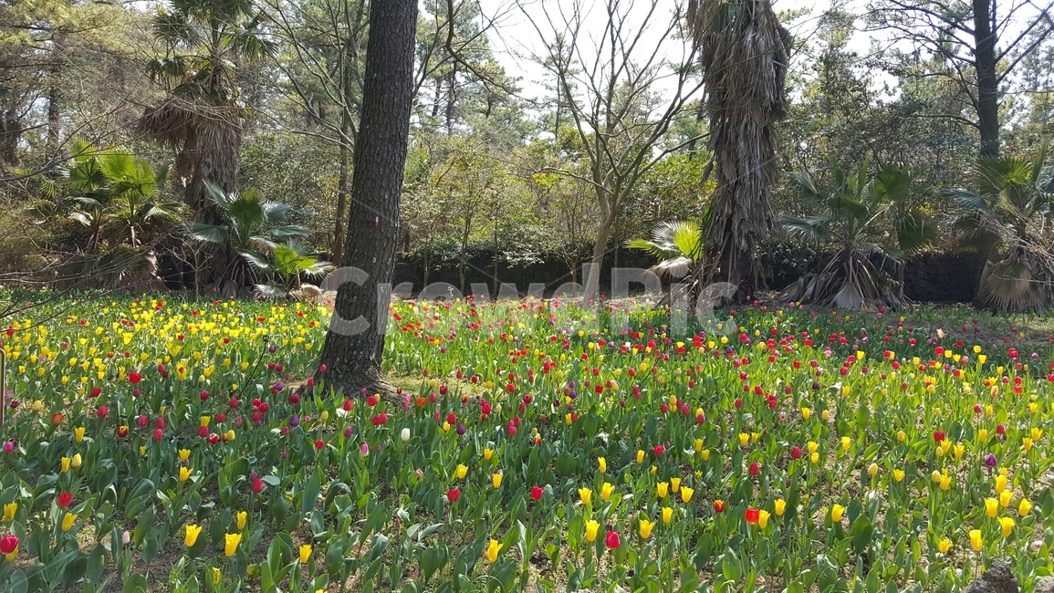 자연,nature,plant,식물,나무,튤립