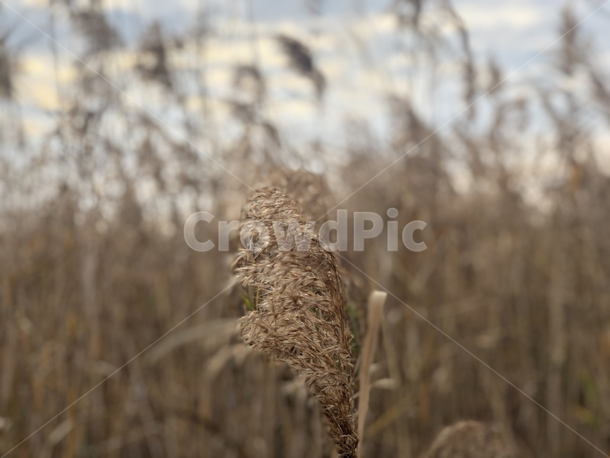 plant,식물,grass,lawn,잔디,갈대,갈대밭,하늘,가을,가을하늘,sky,autumn
