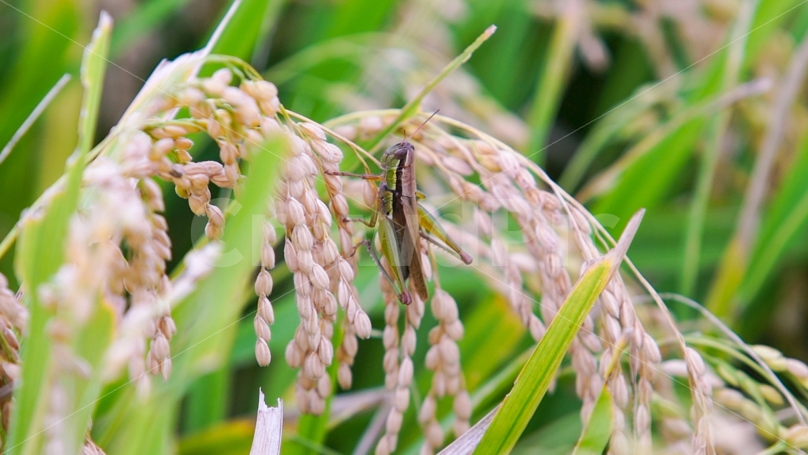 메뚜기,황금빛벼,논밭,풍년,곤충,가을,무르익은,황금빛,추수,벼농사,논농사,농부,농사,풍성한,시골풍경,자연풍경,식물,벼잎,수확기,수확,농작물,재배,가을추수,무기농,시골,경주,농촌풍경,벼알,가을,계절,fall,autumn,season,동물,animal,곤충,벌레,insect,bug