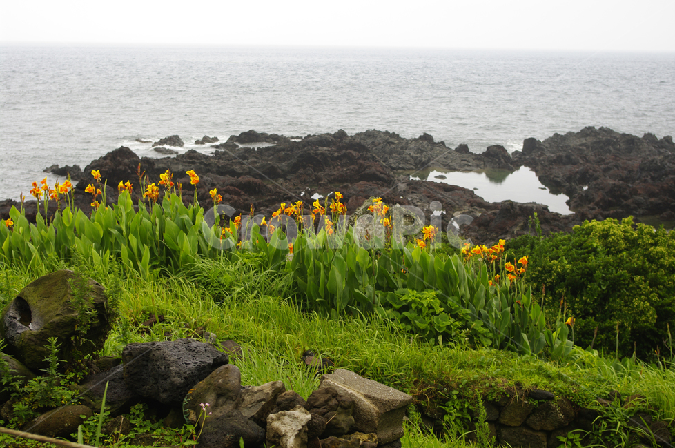 바다,꽃,바위,풍경,flower,자연,풍경,nature,landscape,한국자연풍경,한국자연경관,korea nature landscape,제주도,jeju,jeju island,plant,식물,promontory,곶