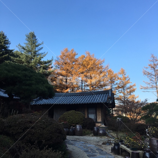 은행나무,한옥,시골,nature,가을풍경,전통느낌,가을,계절,fall,autumn,season,한국전통,한국문화,korean traditional,korean culture