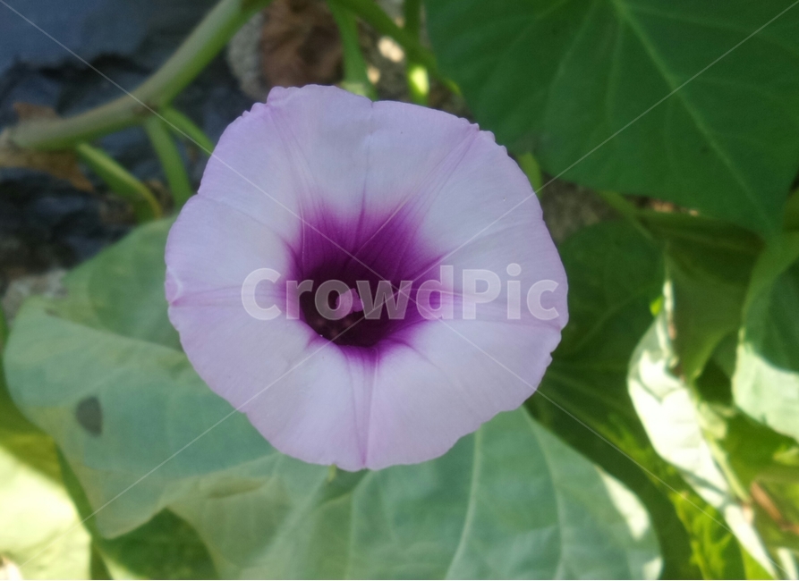 고구마꽃,메꽃과,감저,조저,덩굴식물,식물,자연,plants,nature,꽃,flower