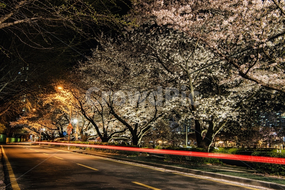 벚꽃,장노출,자동차궤적,온천천,벚나무,야경,봄,계절,spring,season,자연,풍경,nature,landscape,야경,밤,nightscape,night,asphalt,아스팔트,road,도로