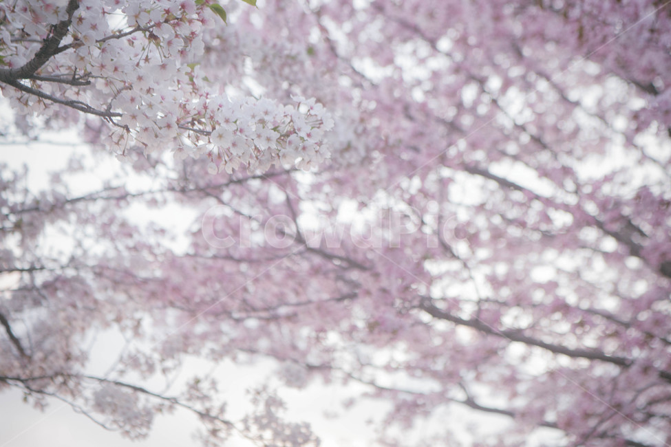 봄,계절,벚꽃,자연,풍경,봄꽃,꽃,blossom,cherryblossom,식물,plant,spring,season,nature,landscape,봄,계절,spring,season,식물,자연,plants,nature,꽃,flower,cherry blossom