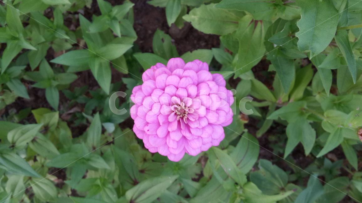 꽃,plant,식물,백일홍,핑크,flower,식물,자연,plants,nature,꽃,flower