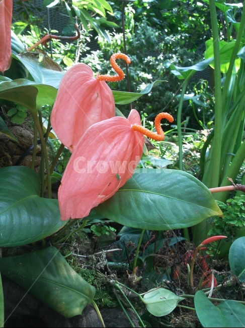 식물,말레이시아꽃,홍학닮은꽃,꽃,예쁜꽃,식물,자연,plants,nature