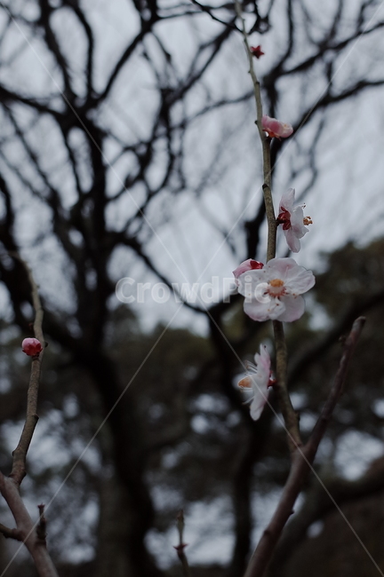 plant,식물,blossom,꽃,벚꽃