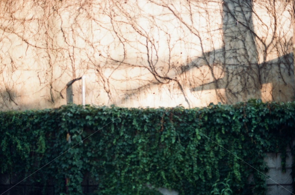 plant,식물,넝쿨,빛,그림자,grass,wall,담쟁이,담쟁이넝쿨