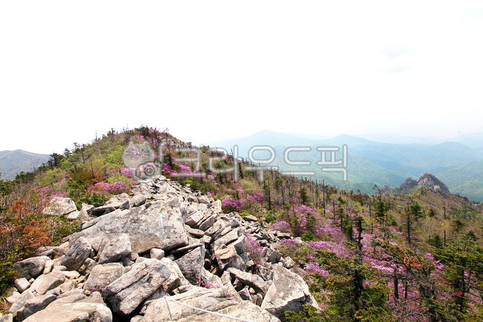 설악산,산,강원도,국립공원,진달래,5월,경치,바위,나무,자연,꽃