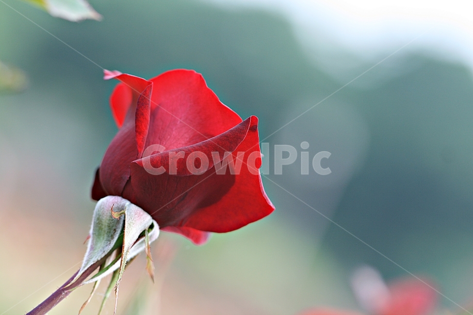 장미,꽃,플라워,봄,고백,아름다워,식물,자연,plants,nature,꽃,flower