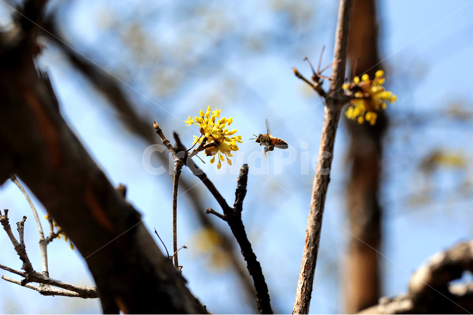plant,식물,pollen,화분,봄,산수유,꽃,노랑,나뭇가지,벌,날개,날개짓