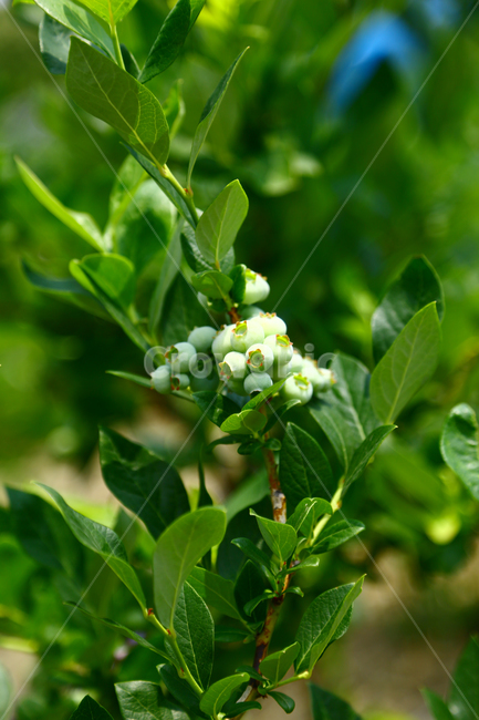 블루베리,베리,과일,나무,식품,농장,과수원,묘목,과수,blueberry,berry,fruit,tree,food,farm,orchard,seedling,fruittree,식물,자연,plants,nature