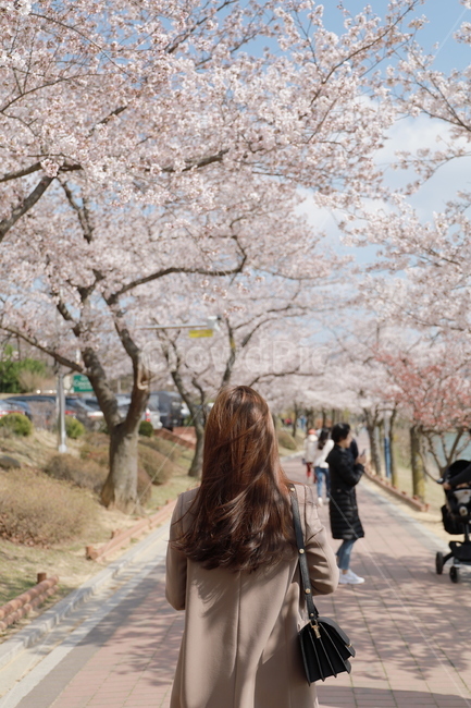 벚꽃,꽃나무,꽃길,벚꽃길,산책,산책길,봄,나들이,가족나들이,산책로,데이트,봄,계절,spring,season,사람,인물,인간,human,person,여성,여자,woman,female,lady,plant,식물,flower,꽃,blossom