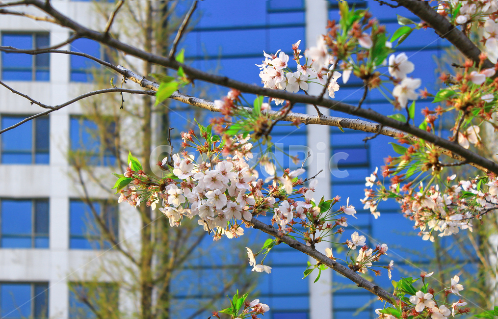 벚꽃,봄,꽃,벚나무,식물,노란,노란색,자연,계절,spring,season,plants,nature,flower,background,사람없음,배경